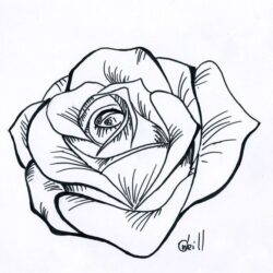 Real Rose Drawing Intricate Artwork