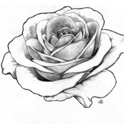 Real Rose Drawing Modern Sketch