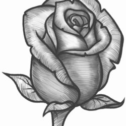 Real Rose Drawing Photo