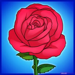 Real Rose Drawing Picture