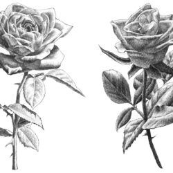 Real Rose Drawing Professional Artwork