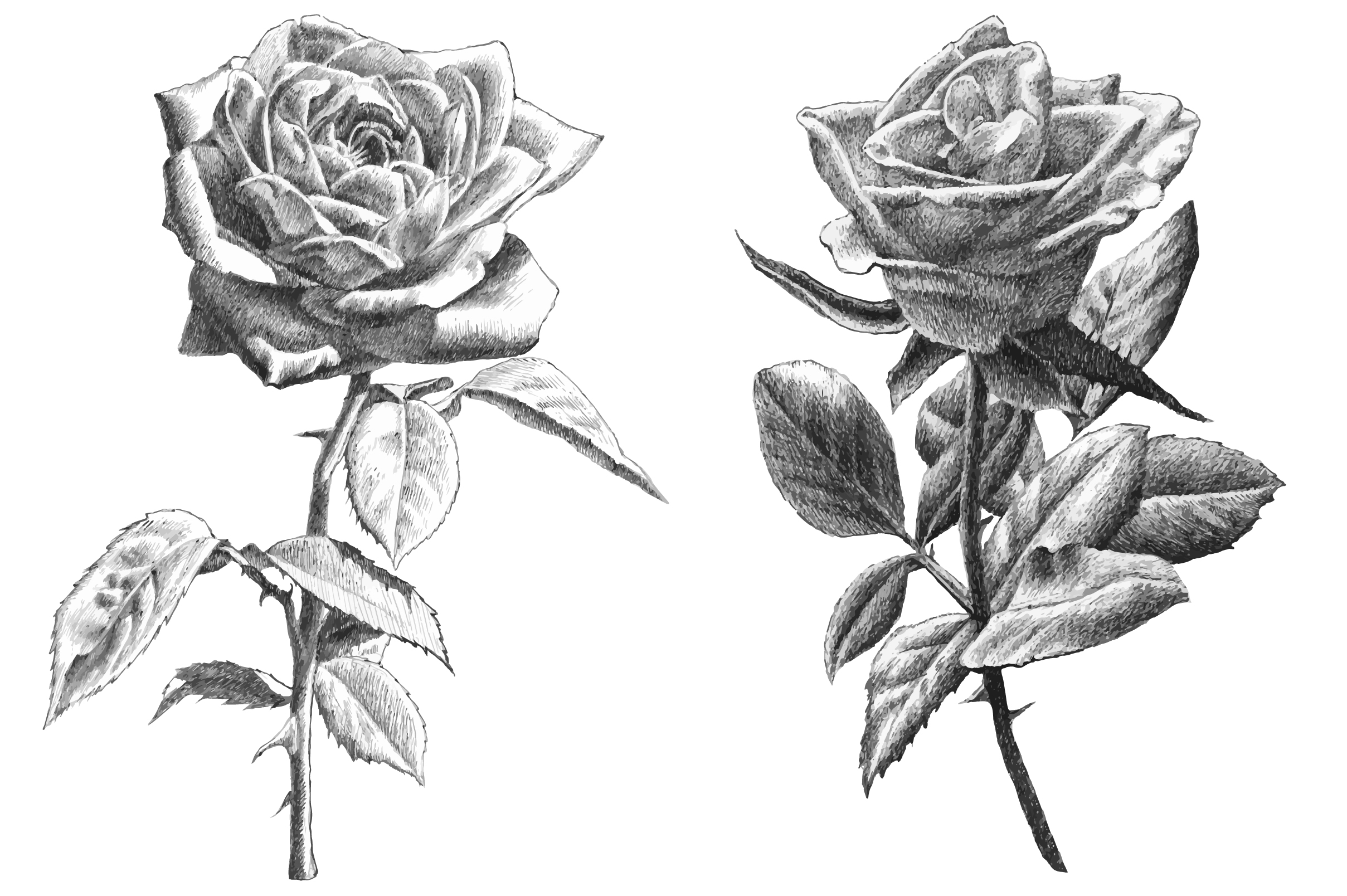 Real Rose Drawing Professional Artwork