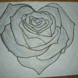 Real Rose Drawing Realistic Sketch