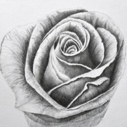 Real Rose Drawing Sketch