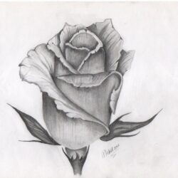 Real Rose Drawing Stunning Sketch