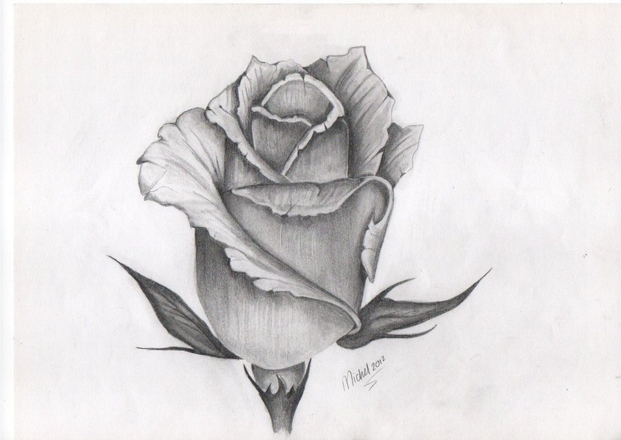 Real Rose Drawing Stunning Sketch