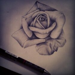 Real Rose Drawing Unique Art