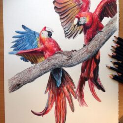Realistic Bird Drawing