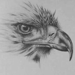 Realistic Bird Drawing Creative Style