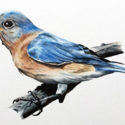 Realistic Bird Drawing Detailed Sketch