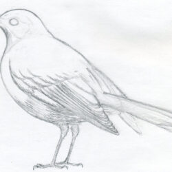 Realistic Bird Drawing Image