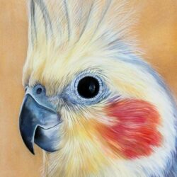 Realistic Bird Drawing Intricate Artwork