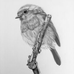 Realistic Bird Drawing Modern Sketch