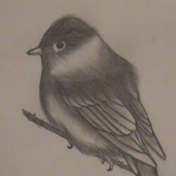 Realistic Bird Drawing Sketch