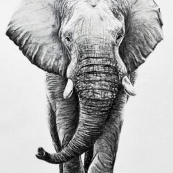 Realistic Elephant Drawing Amazing Sketch