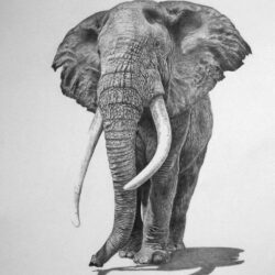 Realistic Elephant Drawing Art