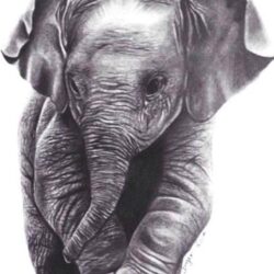 Realistic Elephant Drawing Artistic Sketching