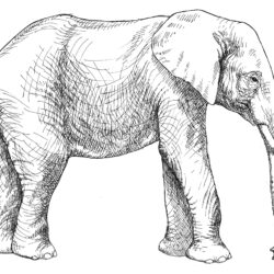 Realistic Elephant Drawing Beautiful Artwork