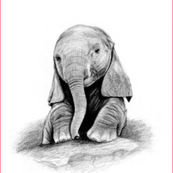 Realistic Elephant Drawing Creative Style