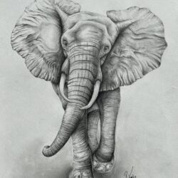 Realistic Elephant Drawing Fine Art