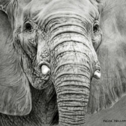 Realistic Elephant Drawing Modern Sketch