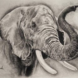 Realistic Elephant Drawing Photo