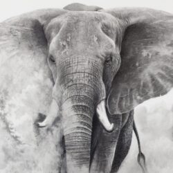 Realistic Elephant Drawing Sketch