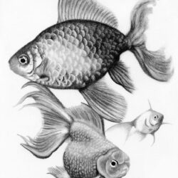 Realistic Fish Drawing Amazing Sketch