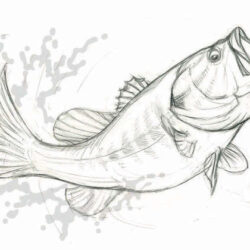 Realistic Fish Drawing Art