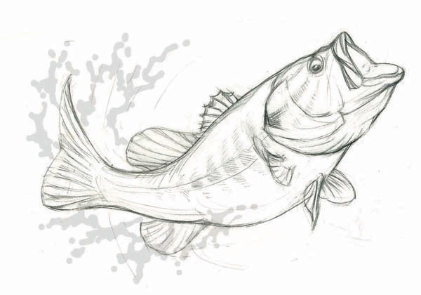Realistic Fish Drawing Art