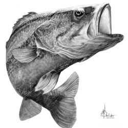 Realistic Fish Drawing Creative Style