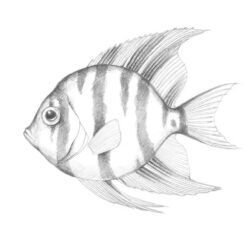 Realistic Fish Drawing Detailed Sketch