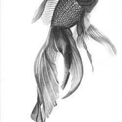 Realistic Fish Drawing Hand Drawn