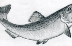 Realistic Fish Drawing Image