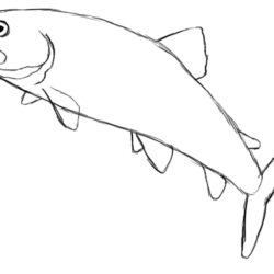 Realistic Fish Drawing Modern Sketch