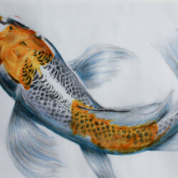 Realistic Fish Drawing Photo