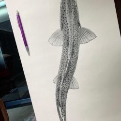 Realistic Fish Drawing Professional Artwork