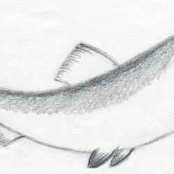 Realistic Fish Drawing Realistic Sketch