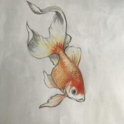 Realistic Fish Drawing Sketch