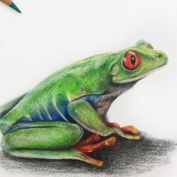 Realistic Frog Drawing