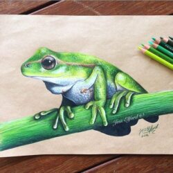 Realistic Frog Drawing Art