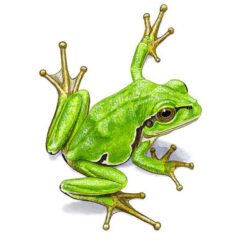 Realistic Frog Drawing Artistic Sketching
