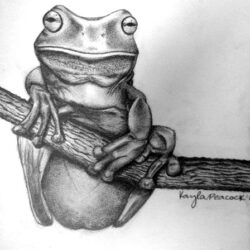 Realistic Frog Drawing Beautiful Artwork