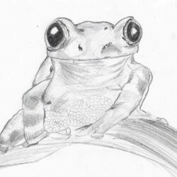 Realistic Frog Drawing Creative Style