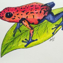 Realistic Frog Drawing Detailed Sketch