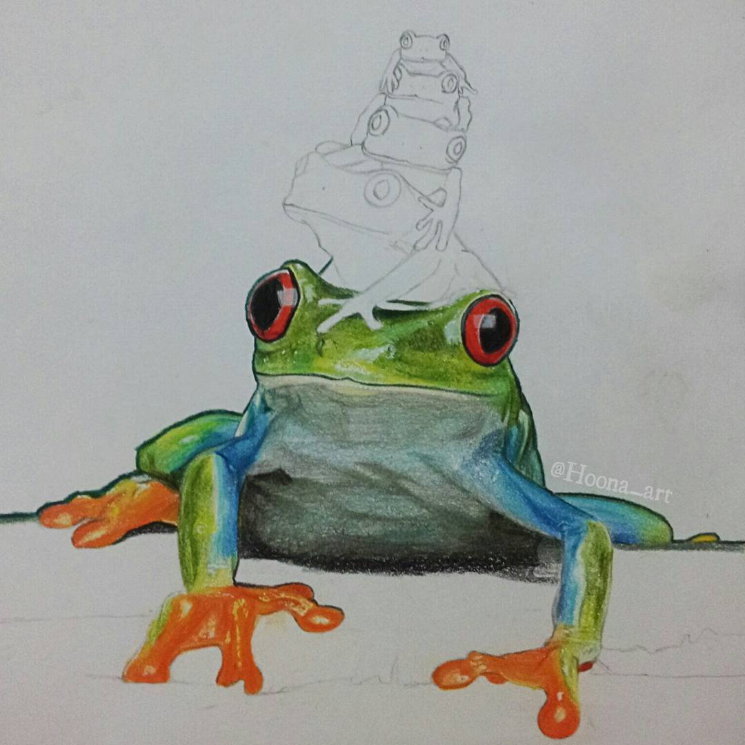 Realistic Frog Drawing Fine Art