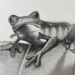Realistic Frog Drawing Hand Drawn Sketch