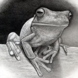 Realistic Frog Drawing Image