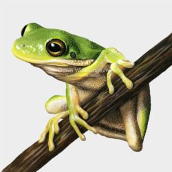 Realistic Frog Drawing Intricate Artwork