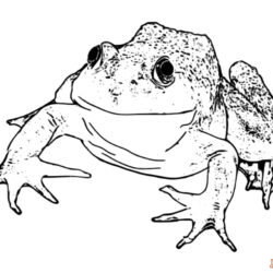 Realistic Frog Drawing Photo